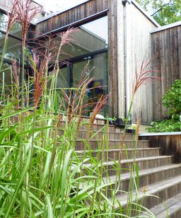 Prydnadsgräs och trappa, modern trädgård